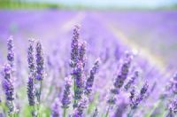 Đặc điểm và công dụng nổi bật của Lavender bạn nên biết